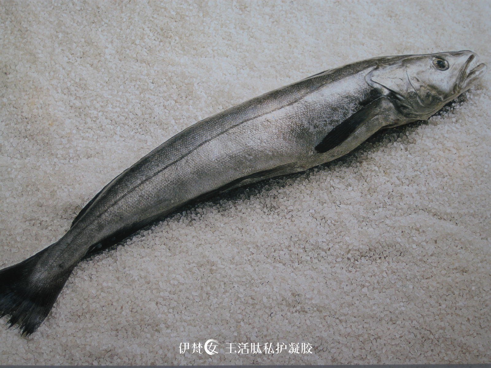 鳕鱼肝油与鳕鱼肽的神奇工作原理